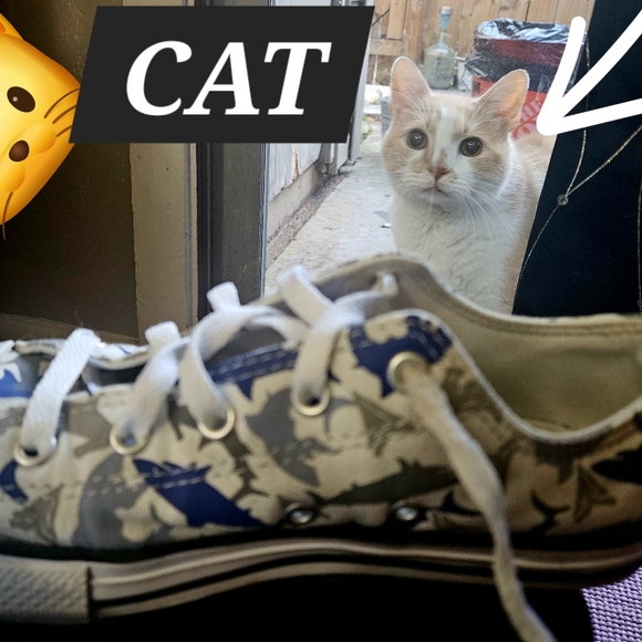 Boy's Shark Converse - Picture 3 of 6